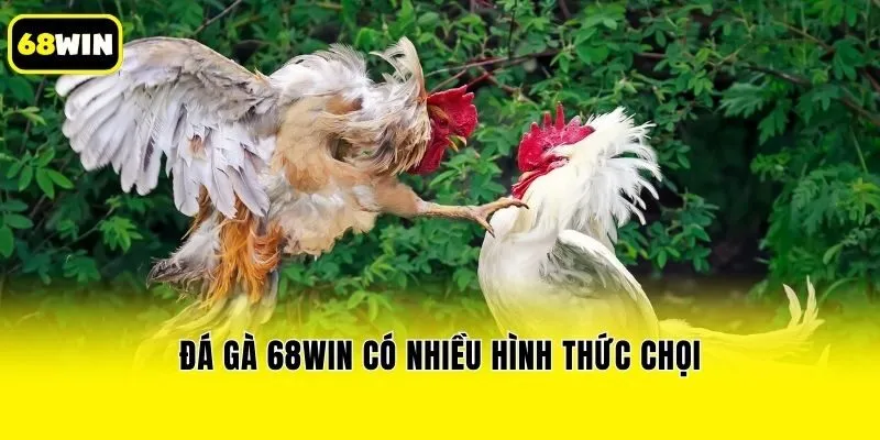 Đá gà 68win có nhiều hình thức chọi
