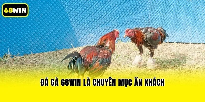 Đá gà 68win là chuyên mục ăn khách