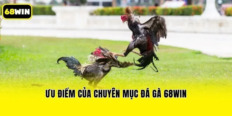 Ưu điểm của chuyên mục đá gà 68win